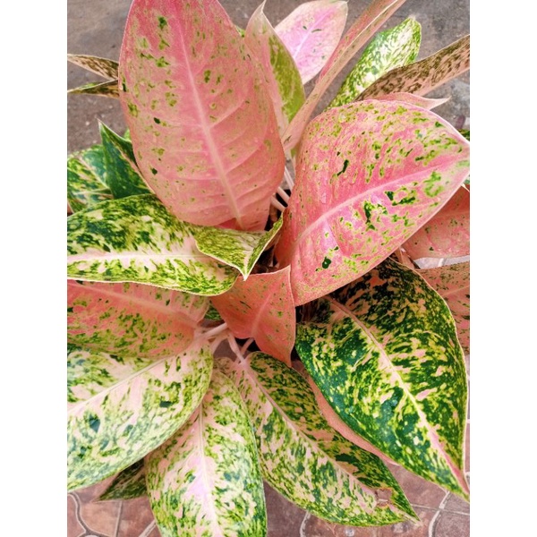 Aglaonema big roy