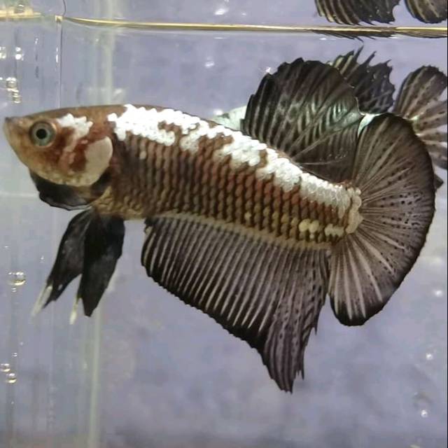 

Cupang black samurai baby