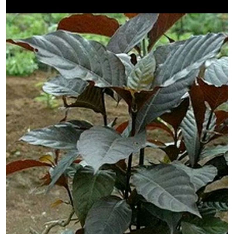 

DAUN UNGU SEGAR