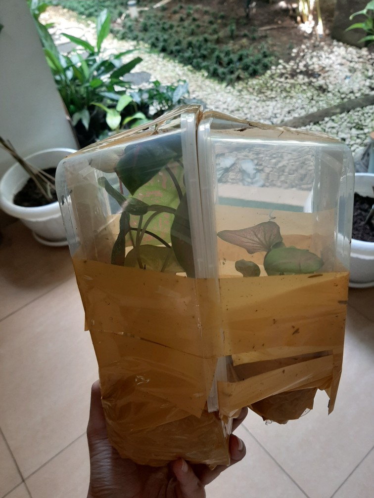 Keladi/caladium Sexy Pink