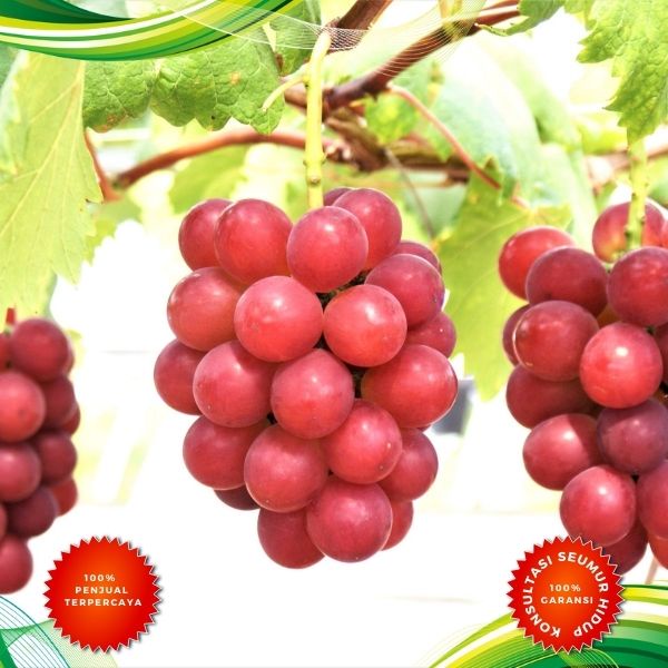 Bibit Anggur Import Jupiter, Bibit Anggur Import Grafting