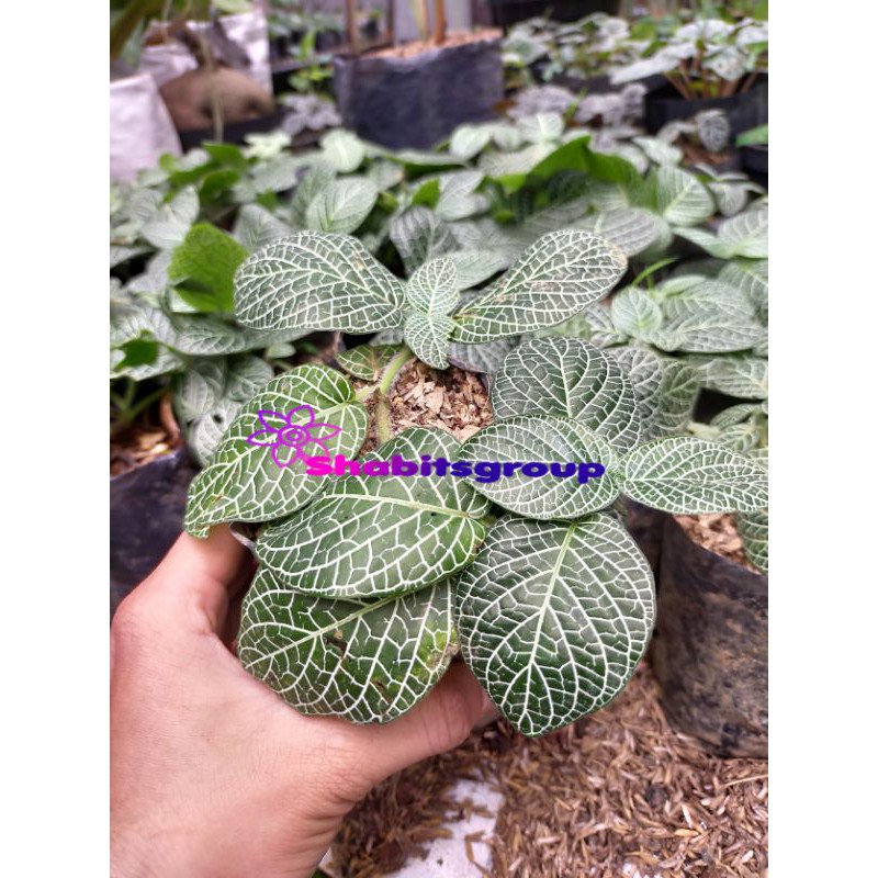 Tanaman Fittonia verschaffeltii - tanaman hias episcia mutiara