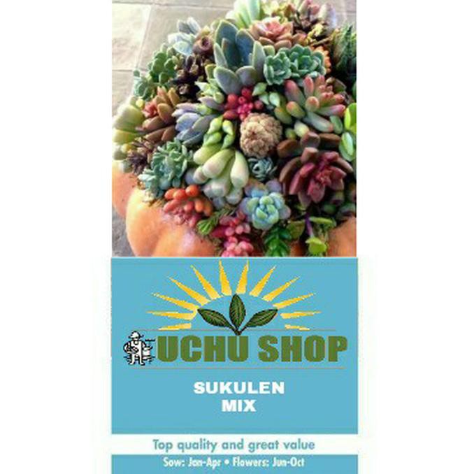 ₳oke₳ BIJI / BIBIT / BENIH KAKTUS SUKULEN IMPORT ,,