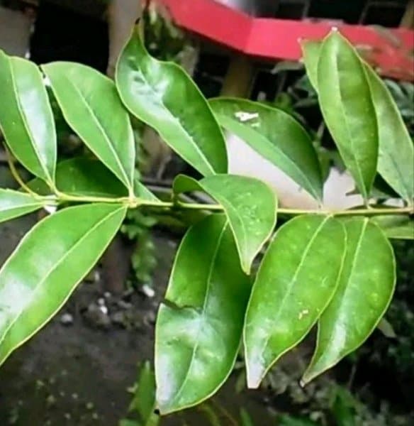 

Promo Daun Mahkotadewa Segar 200 gram