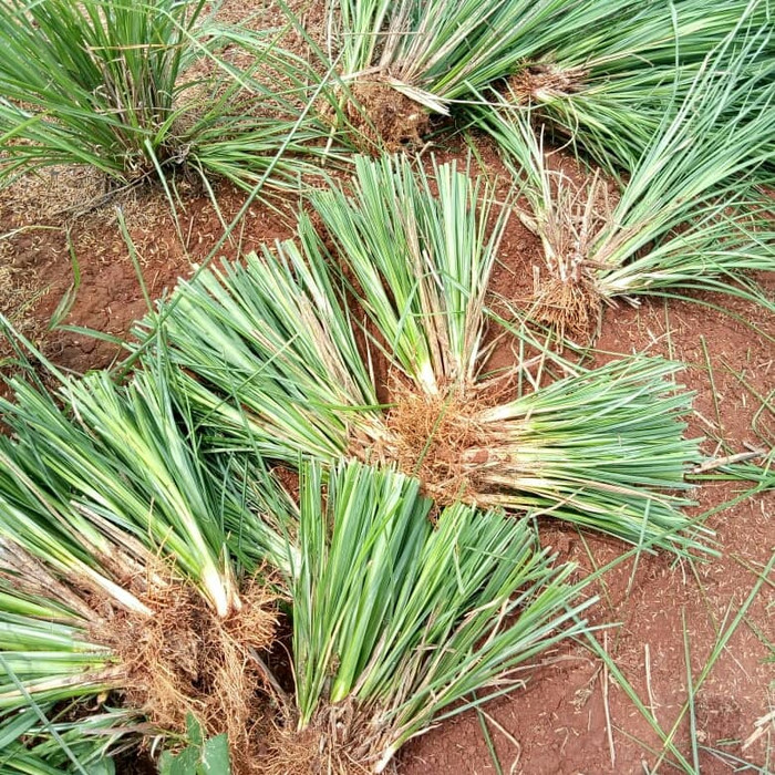 Rumput Vetiver Bibit Akar Wangi Pencegah Erosi