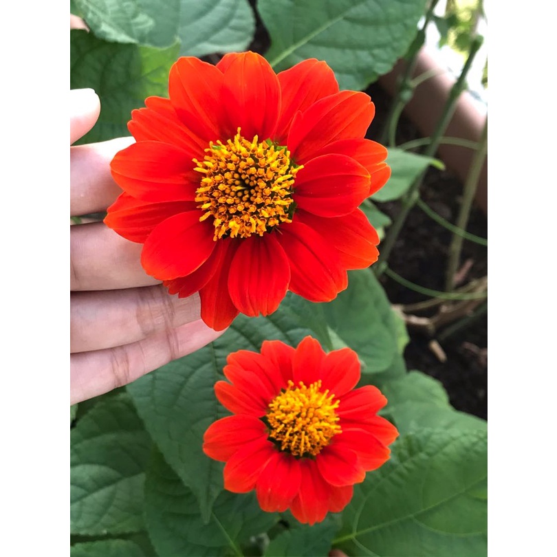 Benih Bibit Biji - Bunga Mexican Sunflower Tithonia Goldfinger Flower Seeds - IMPORT