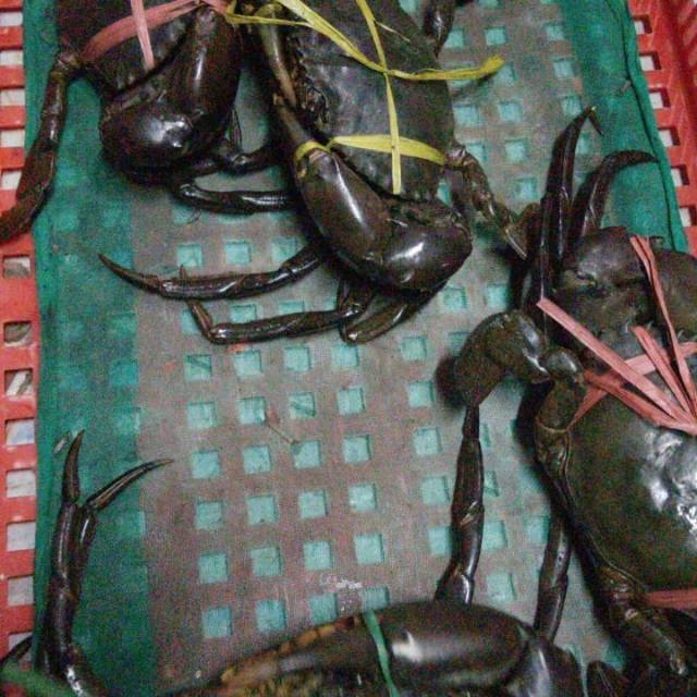 

( 600-900 Gr ) Kepiting Bakau 1 Kg