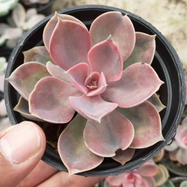 Echeveria perle rainbow