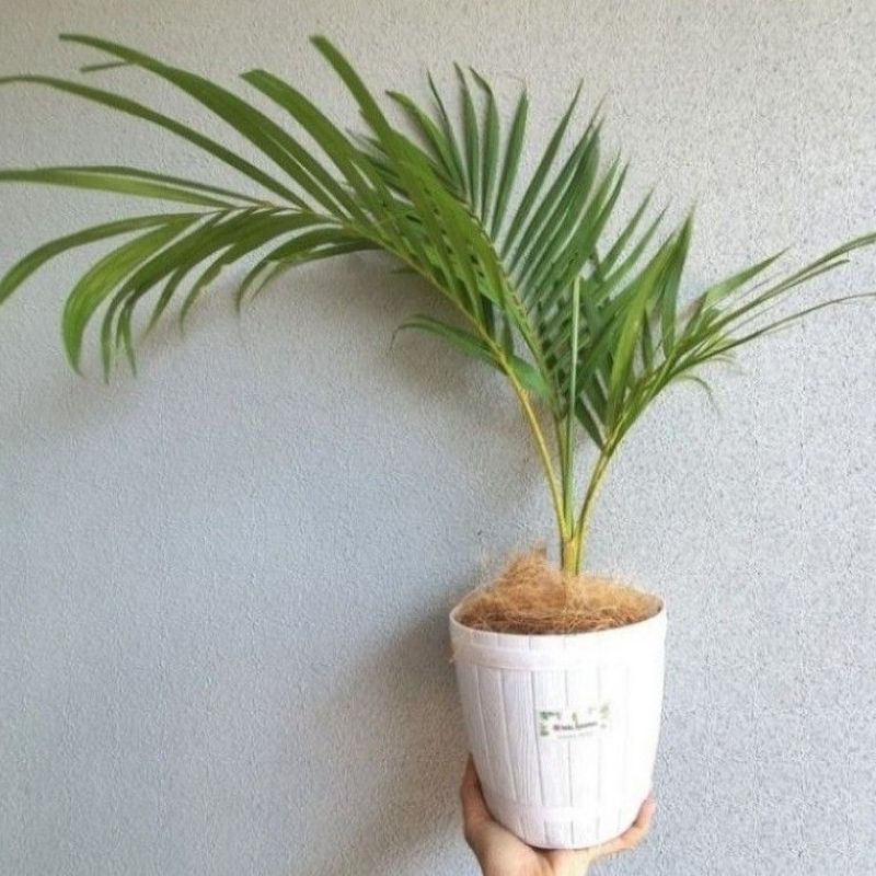 Tanaman hias indoor palem kuning tinggi 50cm - palem kuning
