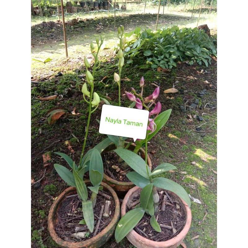 Paket 3 Tanaman Anggrek Dendrobium Sudah Berbunga Kenop