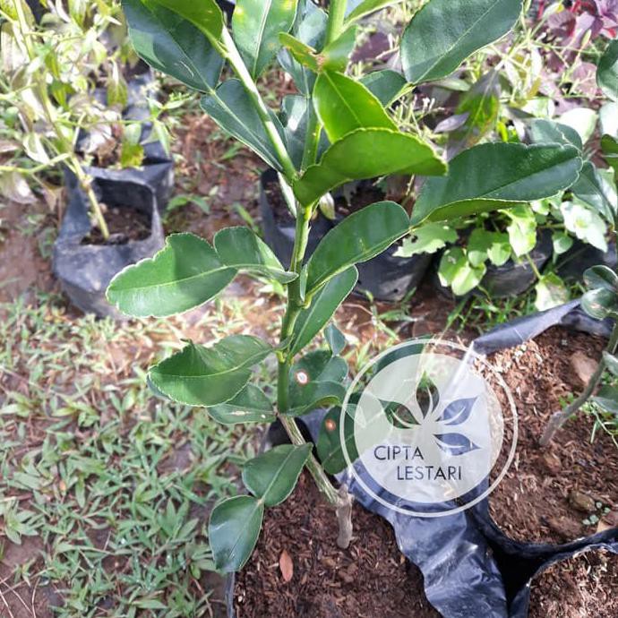 B4Ck Bibit Pohon Jeruk Purut - Buah Herbal Dan Daun Bumbu Masak