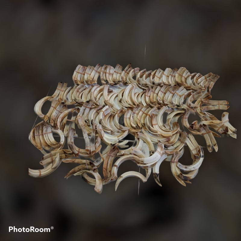 [COD] KALUNG LIONTIN TARING BABI ASLI [BERGARANSI ORIGINAL] RANDOM