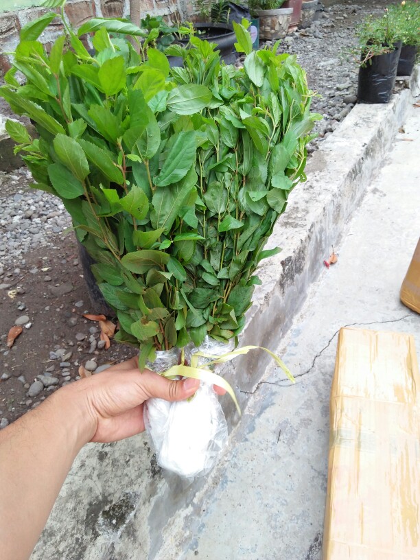 Grosir Bibit Bidara Harga Termurah Minimal Pemesanan 100 Bibit