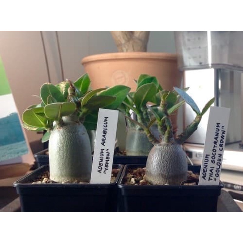 Amefurashi 1 Bibit / Benih / Seeds Adenium Yaman Mudah Tumbuh