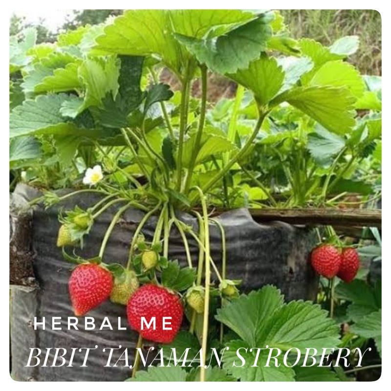 Benih Buah Strawberry - Bibit Straubery Unggul - Bibit Buah Strawberry