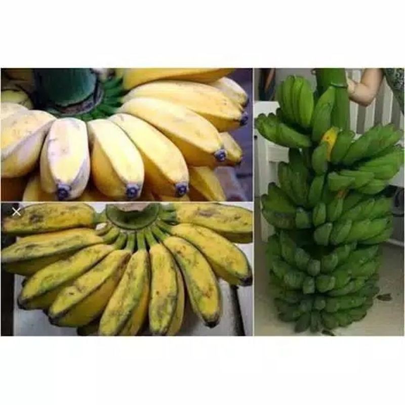 

pisang kapok