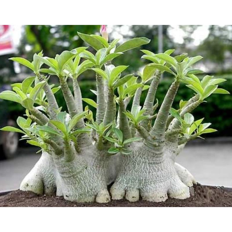 Adenium Arabicum Yaman