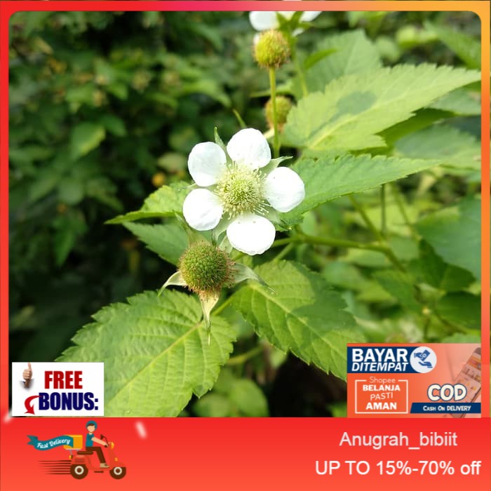 Bibit Tanaman Raspberry - Pohon Buah Raspberry - Buah Arbei