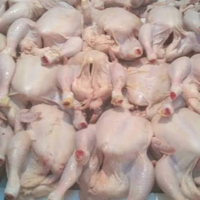 

Jual 1 ekor ayam