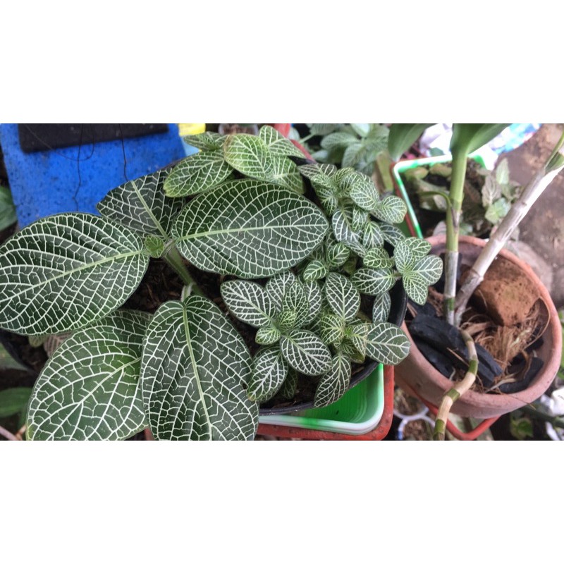

fittonia mix