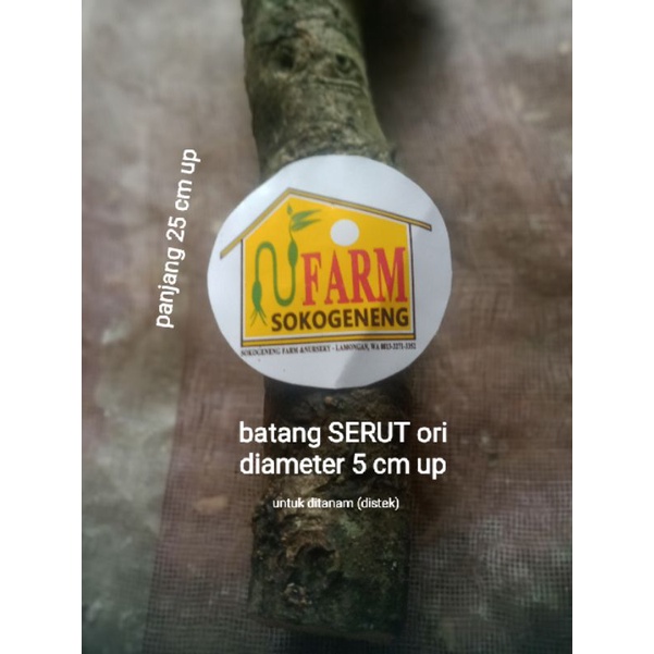 harga untuk bibit cutting stek batang serut besar diameter 5 cm up  untuk bonsai