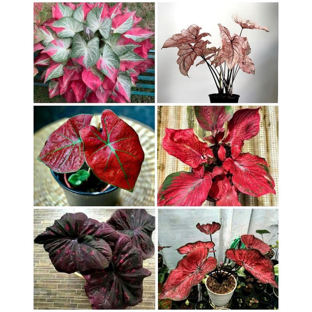 6 paket tanaman hias umbi caladium thailand
