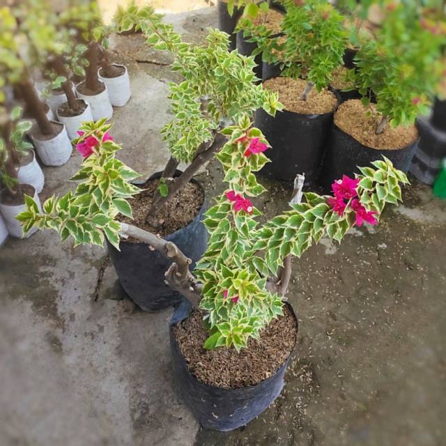 Bougenville Singapore