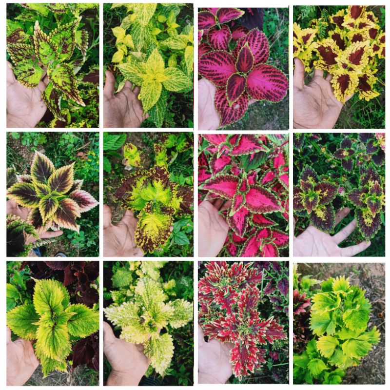 tanaman hias miana stek batang 20 jenis/bunga caleus/iler/jawe kotok/kathok suek bunga murah romosan