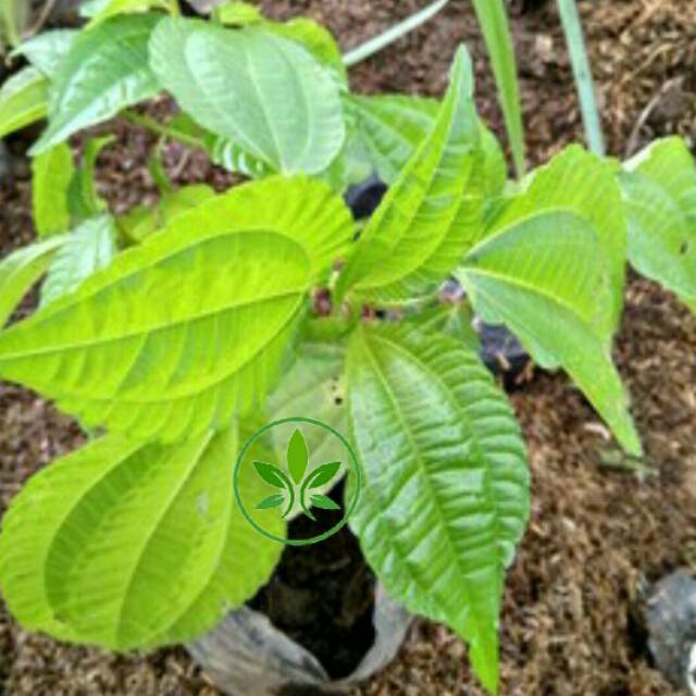 Bibit Tanaman Daun Pohpohan/Pohon Daun Pohpohan /Lalapan