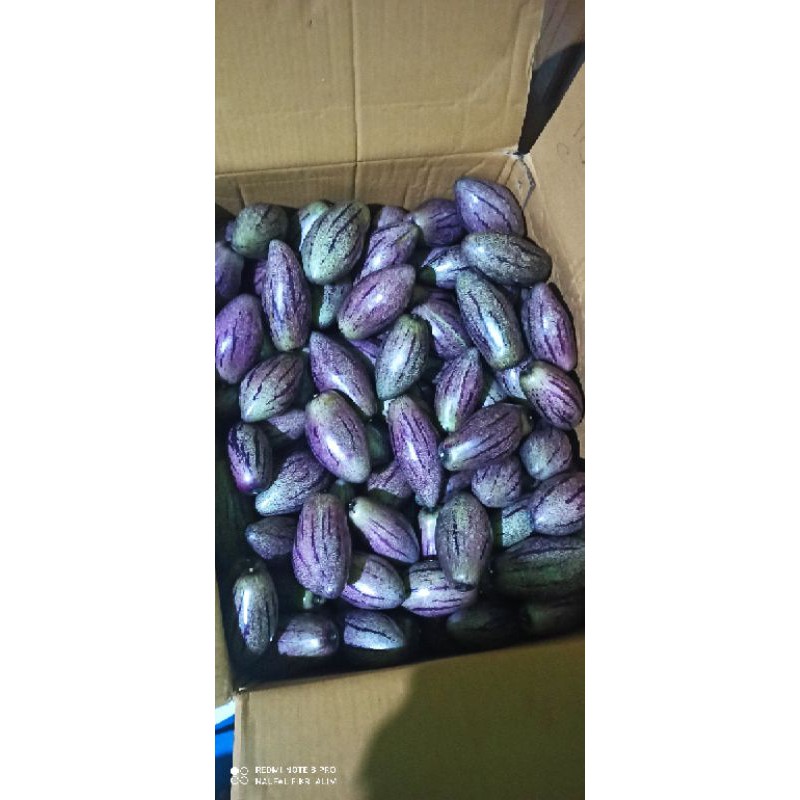 

Pepino fresh 500 grm
