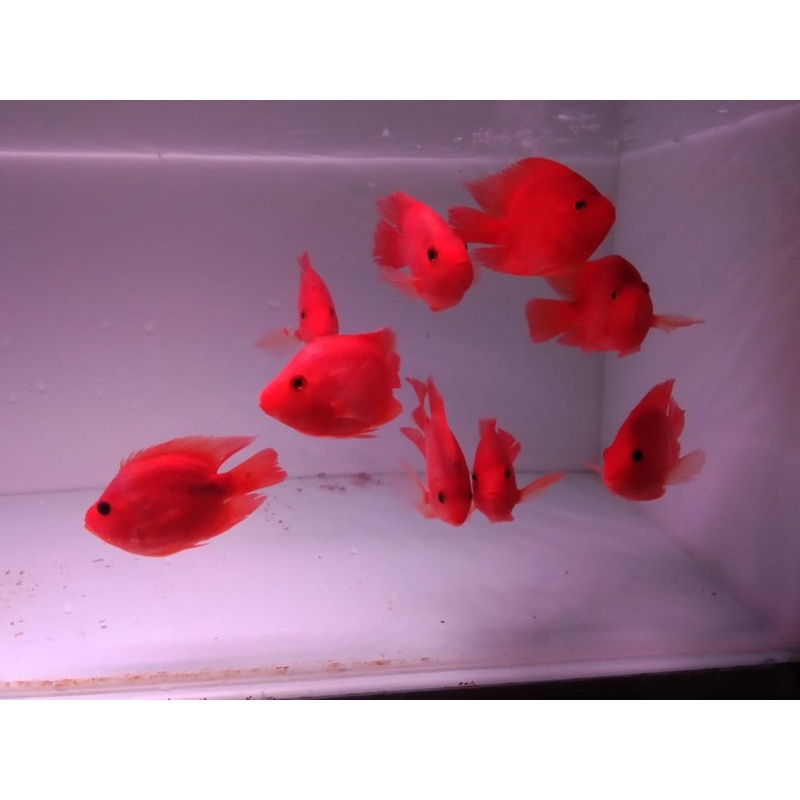 ikan red parrot/red parot/red perot