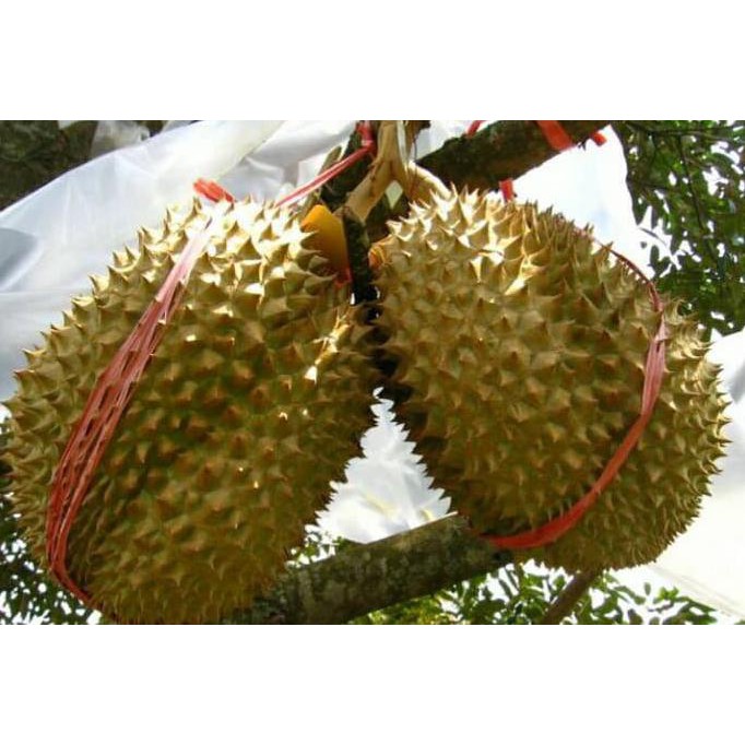 BIBIT TANAMAN HIDUP POHON BUAH DURIAN MONTHONG / DURIAN THAILAND BIBIT TANAMAN