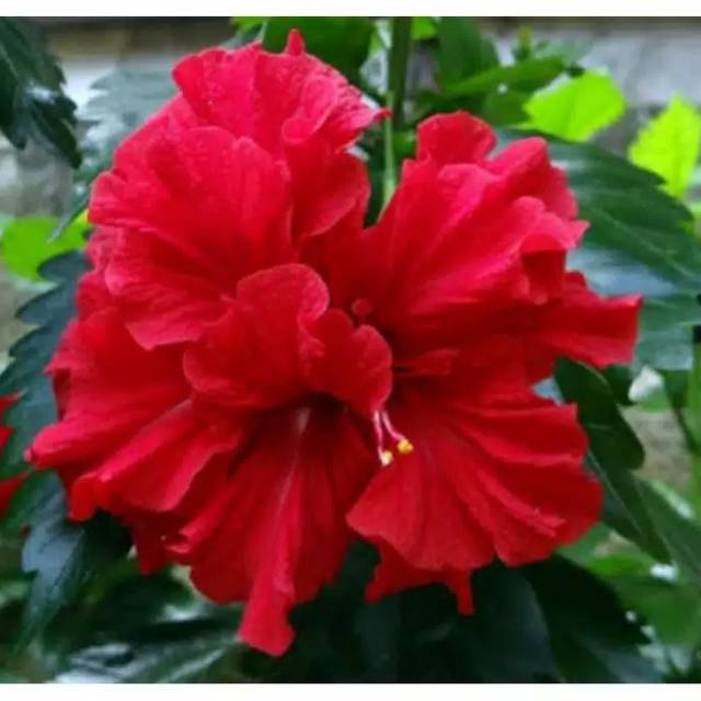 Tanaman bunga sepatu merah tumpuk