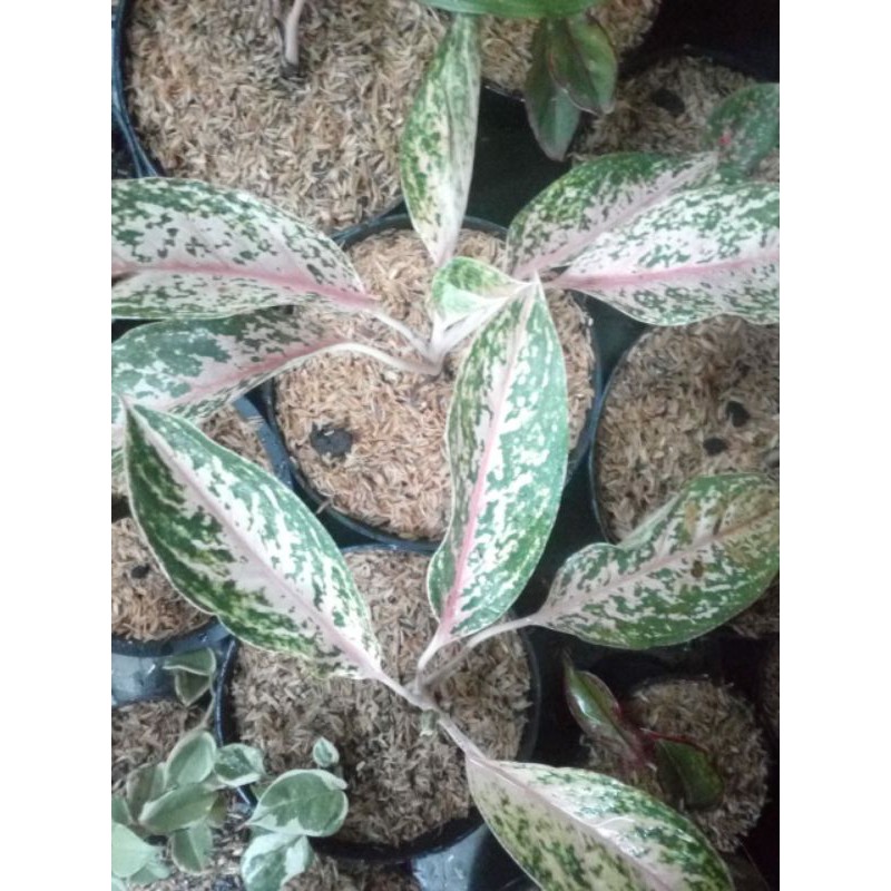 srikandi/aglonema murah srikandi