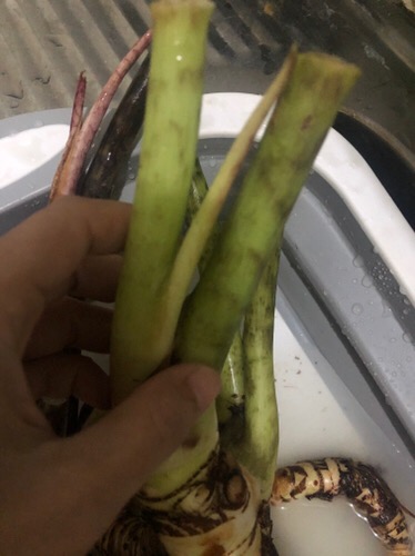 Termurah!! Buy 1 Get 1 Free. Bonggol Alocasia Sp Sulawesi