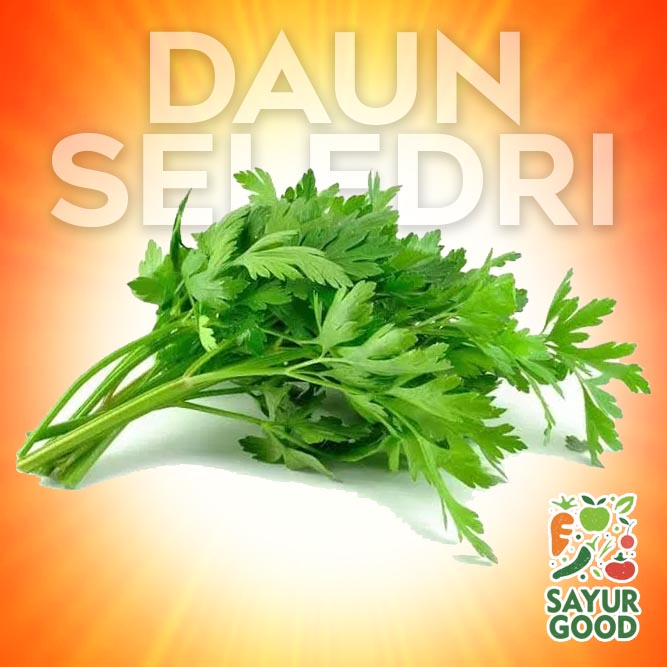 

Daun Seledri / Daun Seledri Segar / Seledri / Ikat
