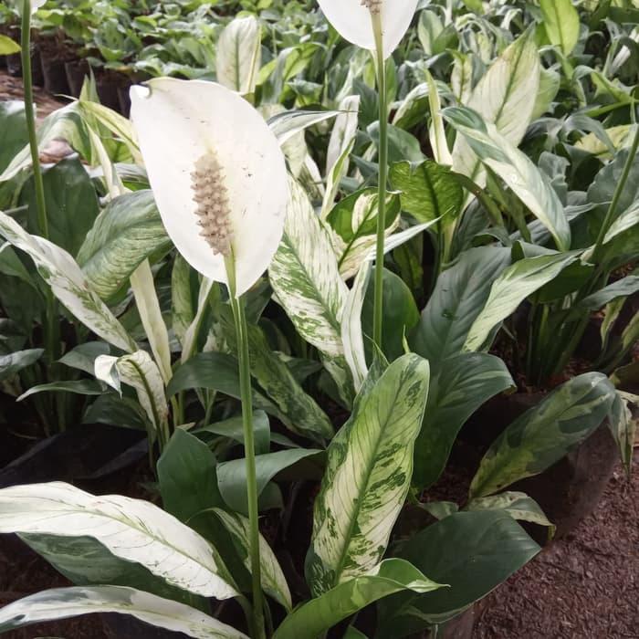 tanaman hias bunga sepatu pilum varigata - sepatu pilum varigata - sepatu pilm varigata