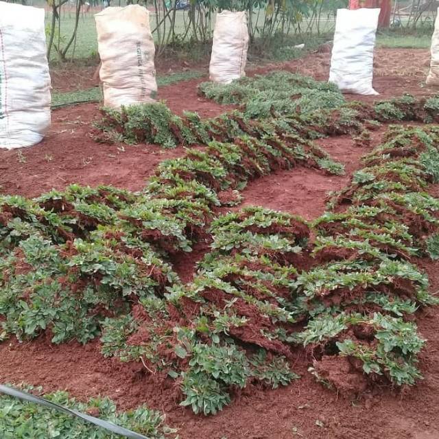 Paket hemat rumput gajah mini rumput untuk taman