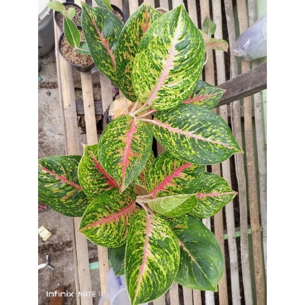 Aglonema Big Papa Jumbo