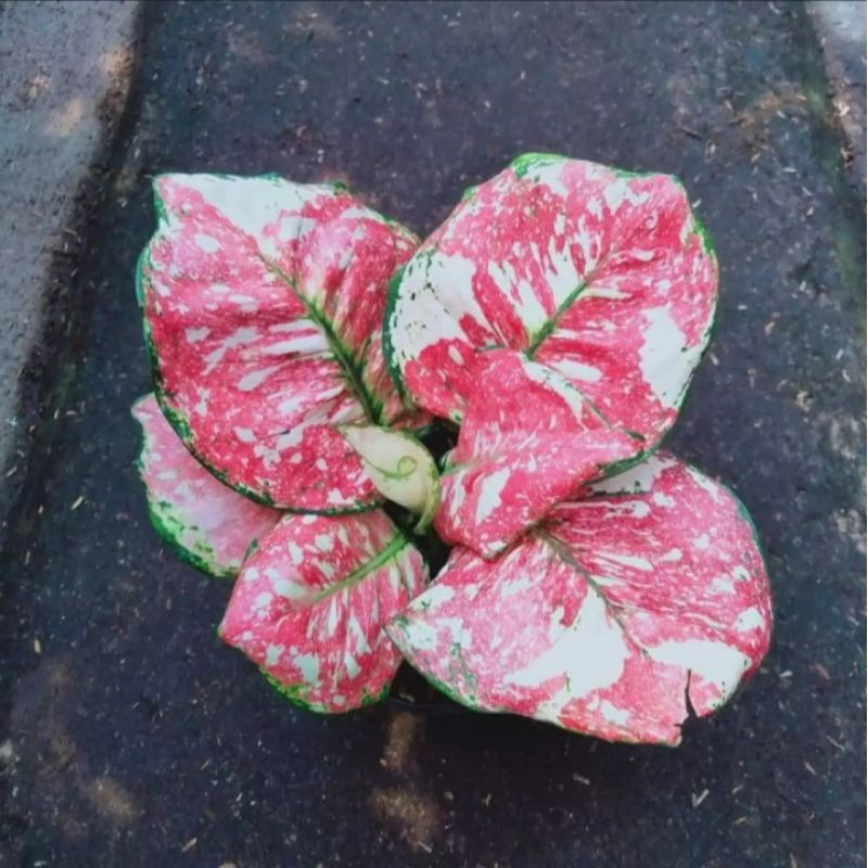 promobonggol aglonema tricolour