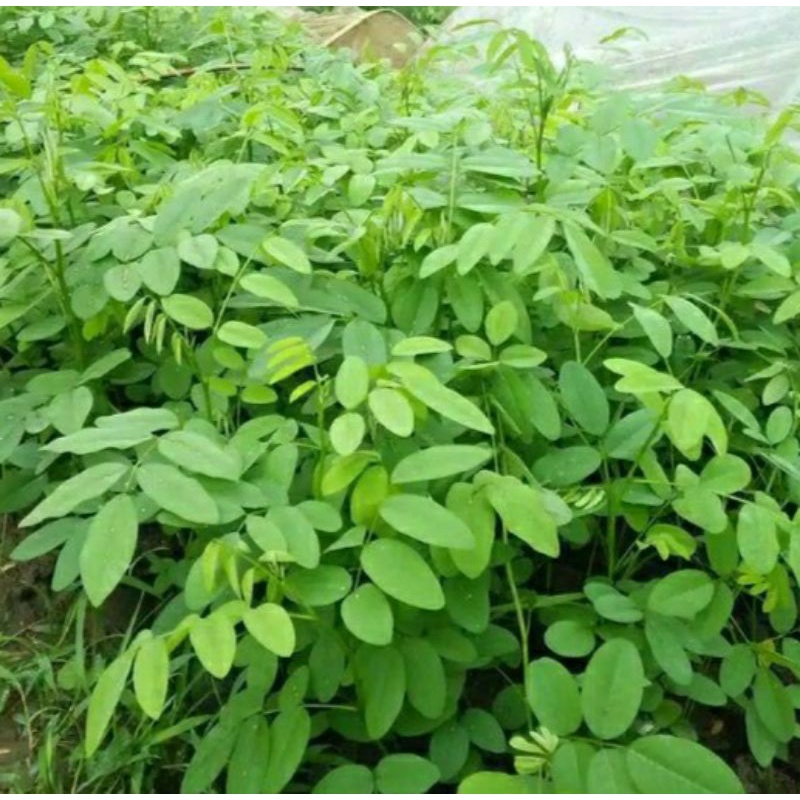 Bibit indigofera super siap tanam