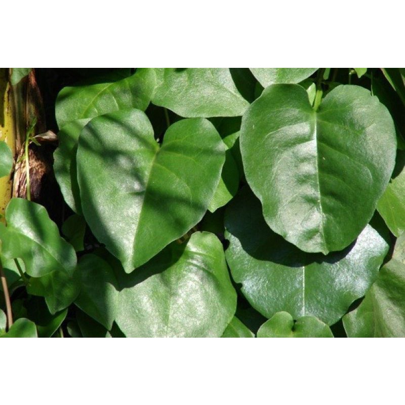 daun binahong hijau - daun binahong segar perlembar