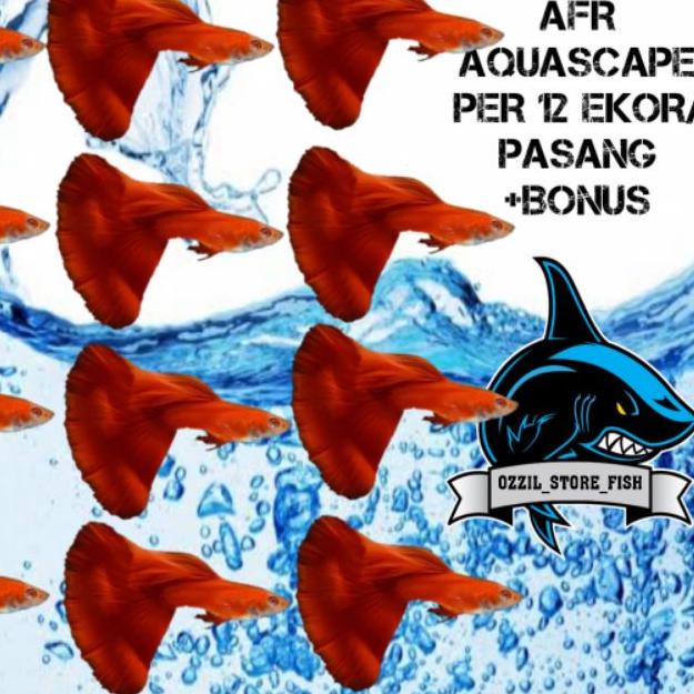 ❇ PAKET HEMAT AQUASCAPE IKAN HIAS GUPPY ALBINO FULL RED AFR PER12EKOR/PASANG (AQUASCAPE) ♦