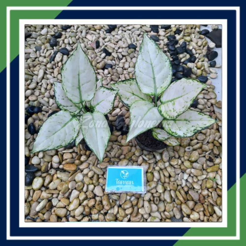 COD PAKET 2 SUPER WHITE IMPORT THAILAND (TANAMAN HIAS ZONA AGLONEMA THAILAND)