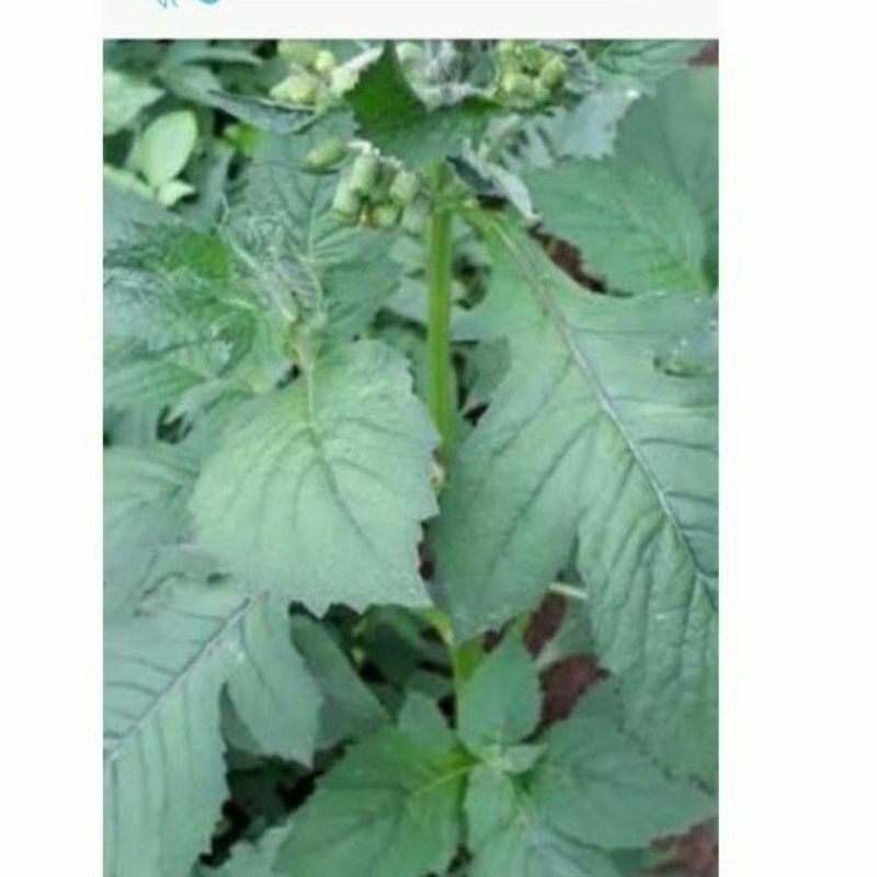 

Daun sintrong fresh terlaris 500 gram/petik sendiri