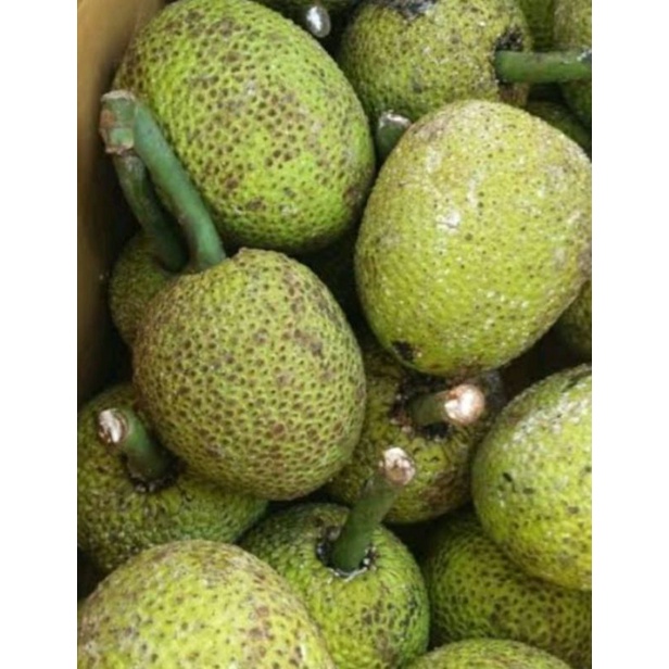 

buah sukun tua 1buah