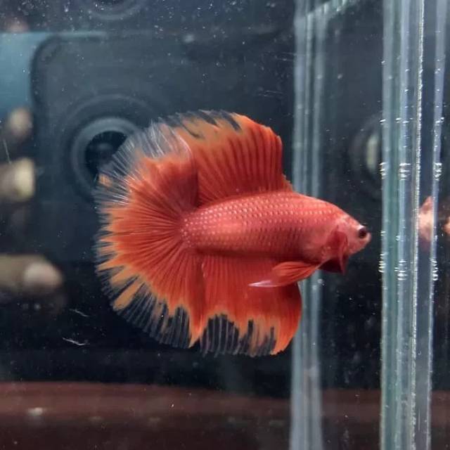 Cupang HMDT Super Red Butterfly size M