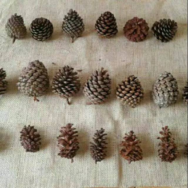 Biji Pinus Buat Kerajinan
