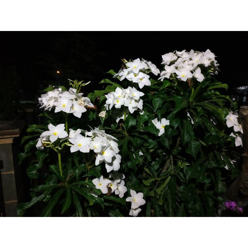 [BISA COD] STEK BATANG BUNGA KAMBOJA PUTIH / TANAMAN HIAS KAMBOJA PUTIH (20CM)