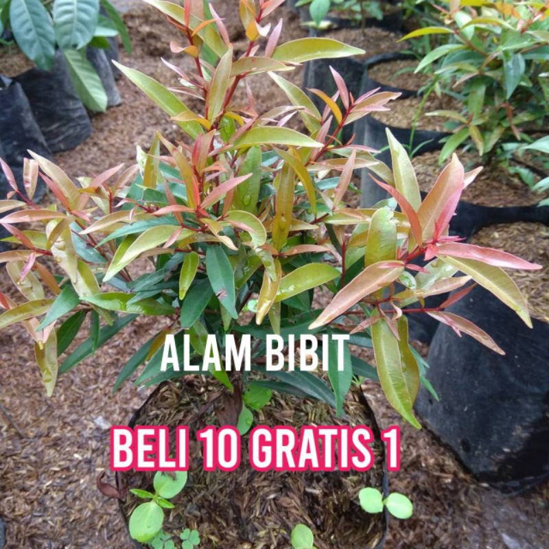 Bibit Pucuk Merah Super(Beli 10 Gratis 1)